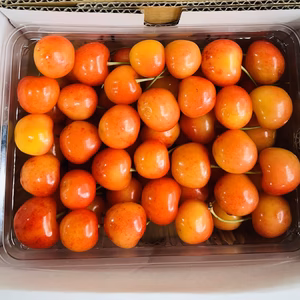朝どり★山形県産さくらんぼ★紅秀峰　ご家庭用　500g 1kg