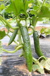 【太さが自慢】無農薬胡瓜（大望Ⅰ）10本　標高600mで育ちました。