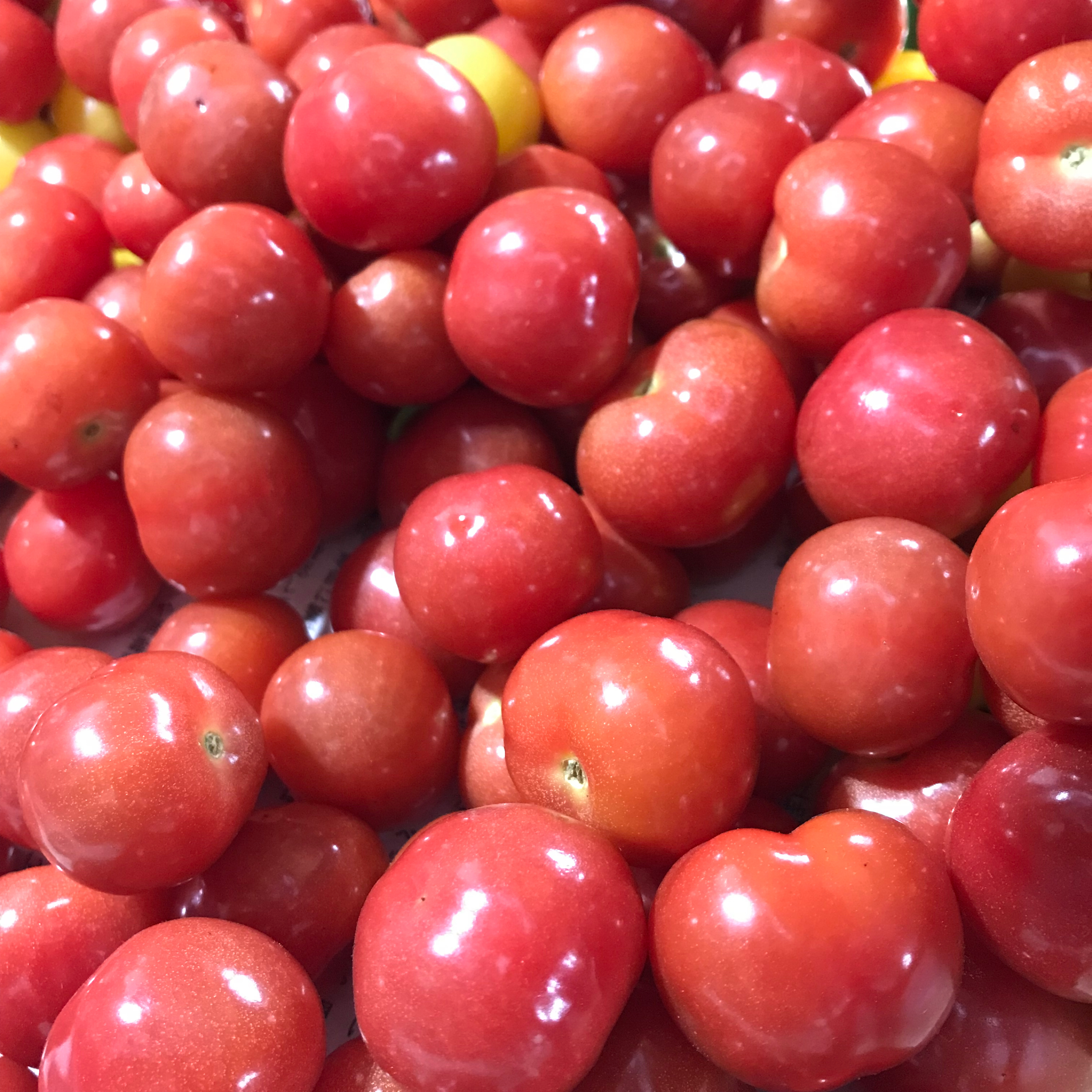 贈答 ふるさと納税 碧南市 お試し 衝撃の一粒 さくらんぼミニトマト プチぷよ 500g H004 057 Firmadys Pl