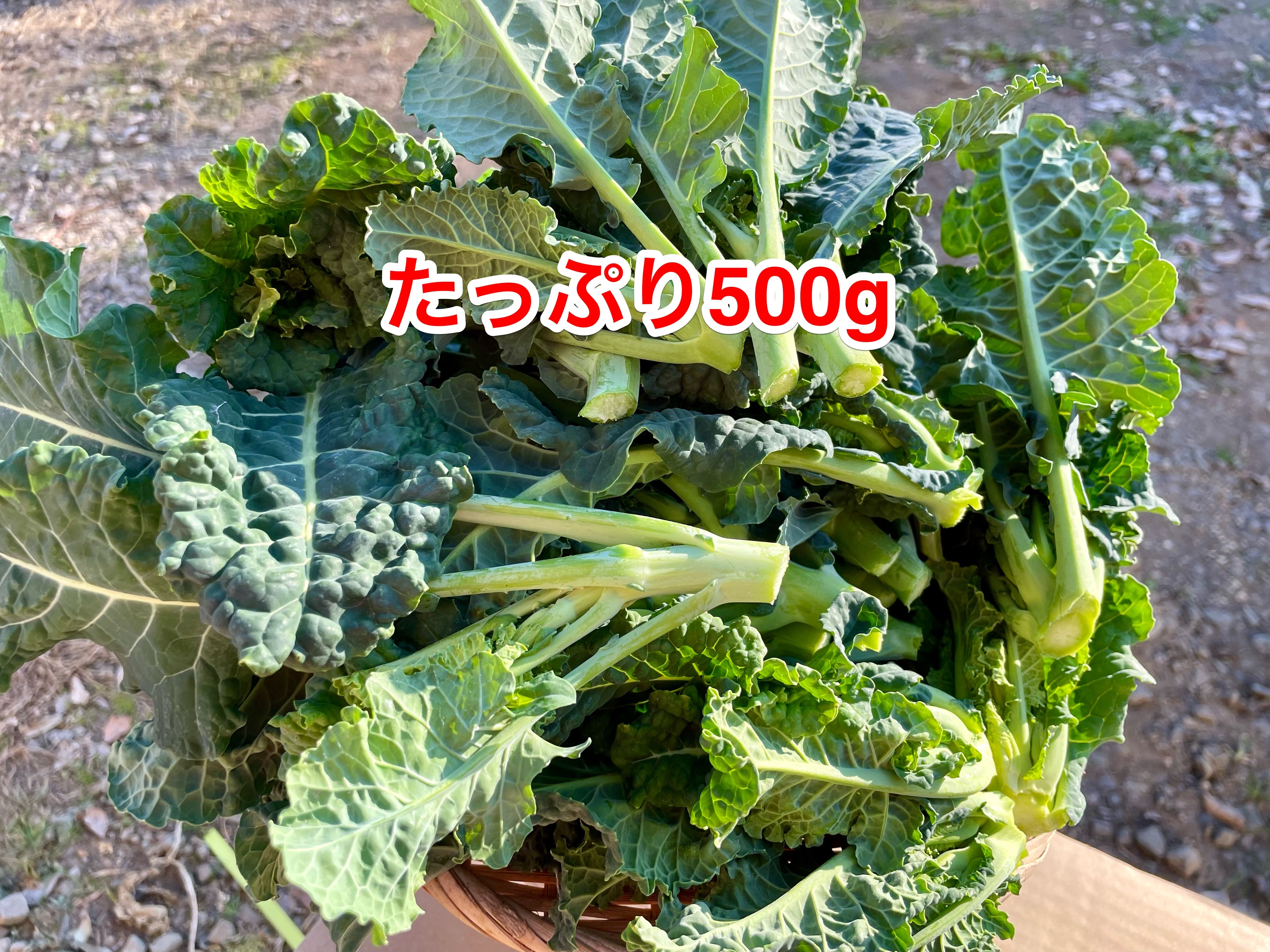 アレッタ 箱込み500g 本店 - 野菜