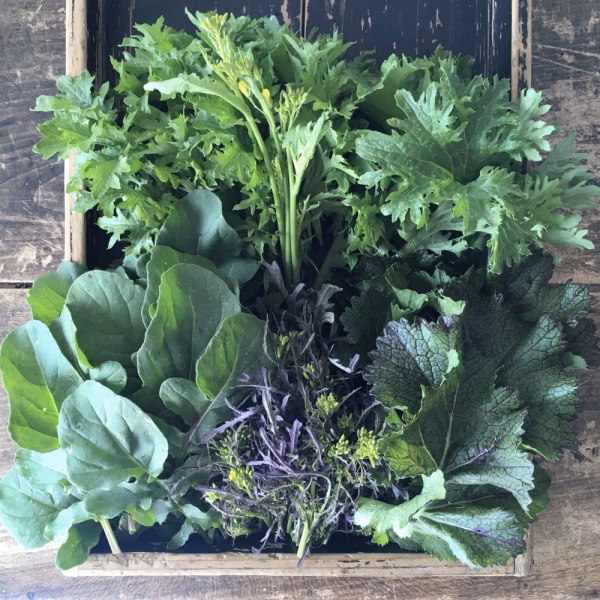 【クール便】ちへいの畑　初夏の野菜セット