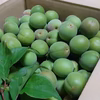 香りただよう青梅(白加賀)　３L以上サイズ(梅酒、梅ジュース、梅干)谷奥深産