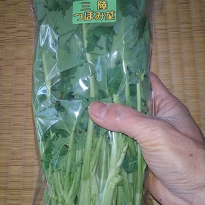 【冷蔵便でお届け】三陸からお届け！三陸つぼみ菜。