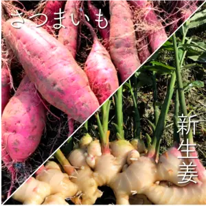 【季節のお野菜セット】新生姜とさつまいも（紅はるか）のセット