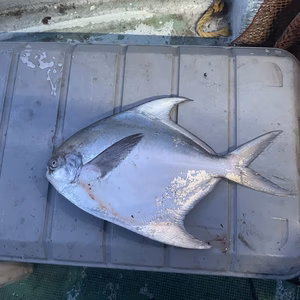 瀬戸内海の王様マナガツオ