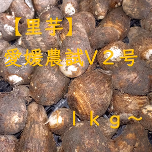 里芋　【愛媛農試V２号】　１ｋｇ～
