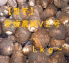 里芋　【愛媛農試V２号】　１ｋｇ～