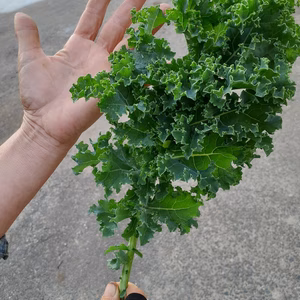 ふわっと柔らか カリーノケール 　農薬・除草剤・化学肥料不使用