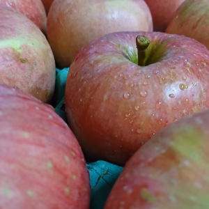 秋田生まれ　秋田紅あかり10キロ36～46玉　うすあかりジュース用