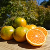 緑黄完熟みかん「爽甘秋みかん"YN26"（アオアマ）」