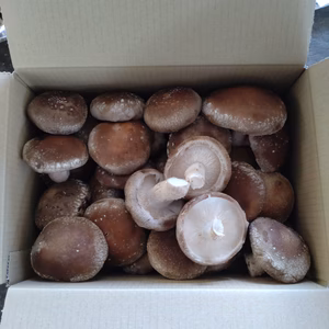 【肉厚】ステーキ用しいたけ