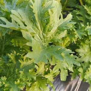 《期間販売》わさび菜