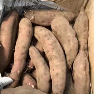 自然栽培　サツマイモ　紅あずま　焼き芋の定番　農薬、除草剤、肥料不使用