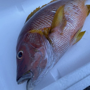 海人様専用‼︎ 捕獲動画あり　シロテンシブダイ2.4kg  鱗、内臓処理済み