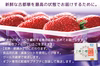 贈答用 ”完熟いちご 古都華” 8～15粒（270～320ｇ）×2パック