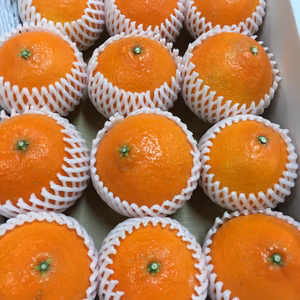 【贈答用】まどんな 化粧箱12-15個入