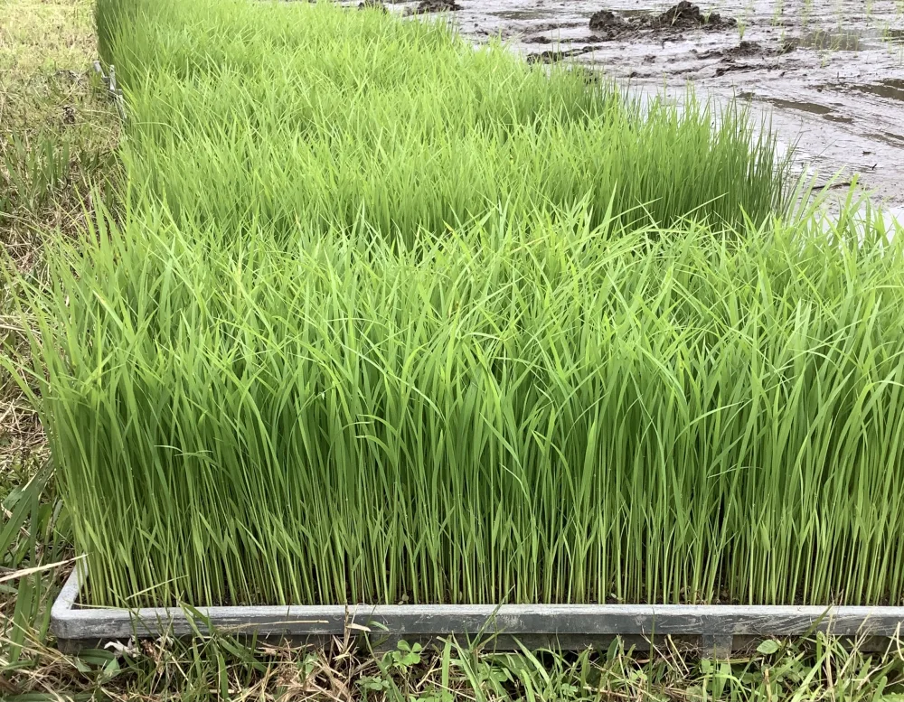 ミロク環境白米.(農薬・化学肥料等使用ゼロ)