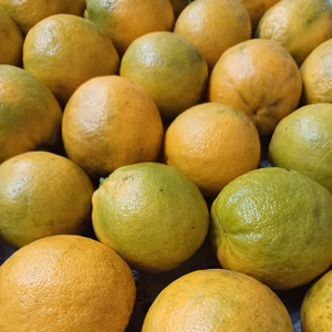 【そのまま食べられる】レモンレモネード　和歌山