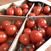 1.6kg★高糖度ミニトマト食べ比べセット★フルーツトマト