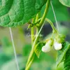 旬の野菜セットM/8-10品目＆エディブルフラワーミニ【自然栽培】無肥料無農薬