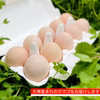 大寒卵も送料込み‼　ちょっと食べたい名古屋コーチン大寒卵20個入‼