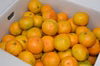 　ゆら早生みかん(発祥地の意地で作った見た目も綺麗な家庭用）