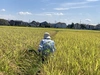 大利根の恵みいっぱい【特別栽培米】コシヒカリ玄米