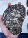 志摩の海の天然岩牡蠣 小 (加熱用)お試し
