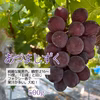 完熟ぶどうセット　秋のぶどう２色セット あづましずく＋ハニーシードレス