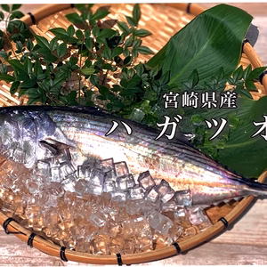 【お刺身にオススメ】宮崎県産ハガツオ（２kg前後）