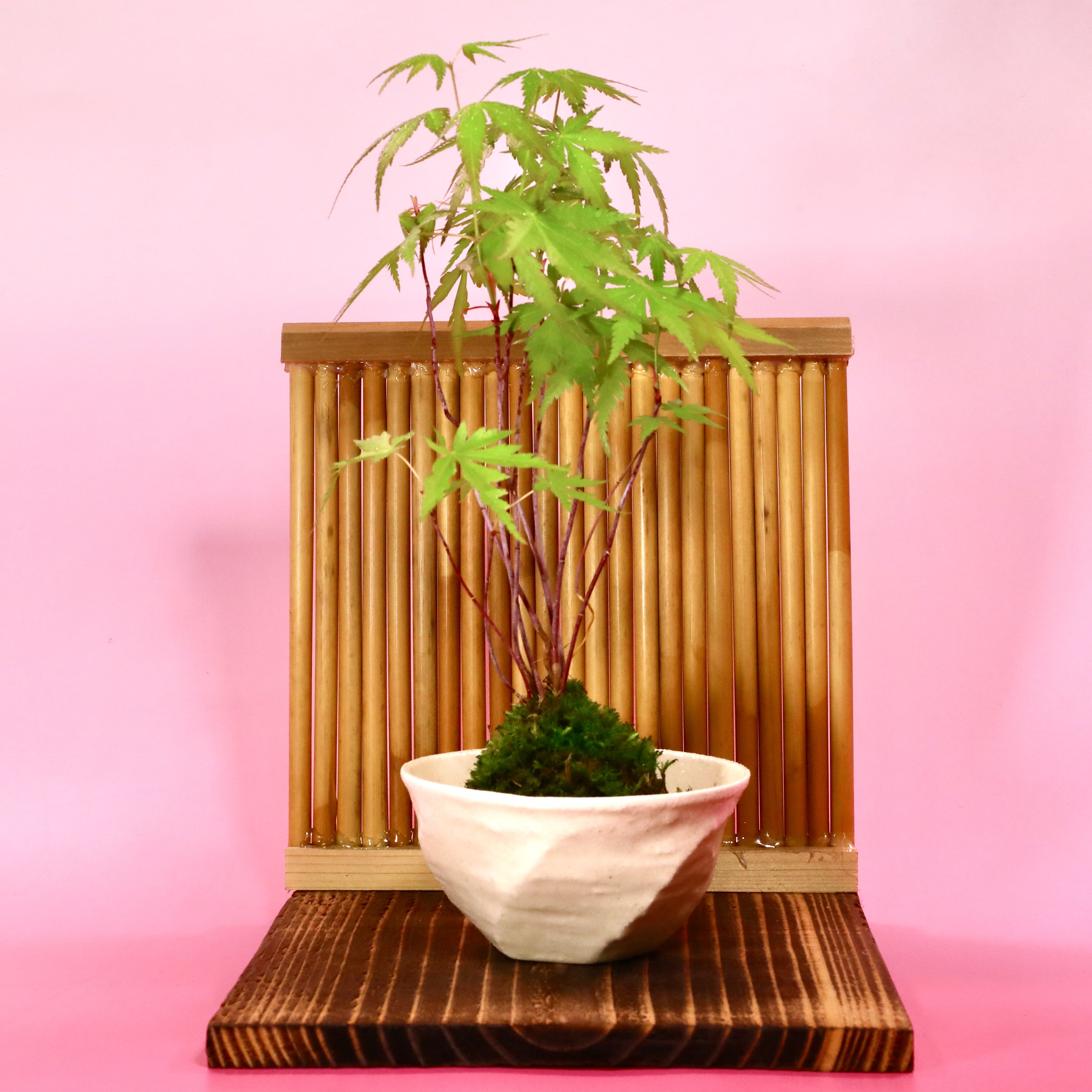 出猩々（でしょうじょう）もみじ】 樹高30㎝ 八方根張 鉢：常滑焼 山