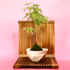 苔玉　山もみじ(衝立付き)
