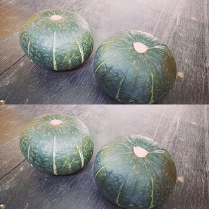 ★北海道★化学農薬不使用カボチャ：くり将軍4個セット