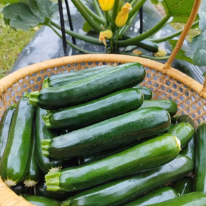 ズッキーニ2kg(8〜12本程度)　農薬・化学肥料・除草剤不使用