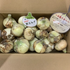 野菜の商品一覧(187ページ目)｜ポケットマルシェ｜産直(産地直送)通販