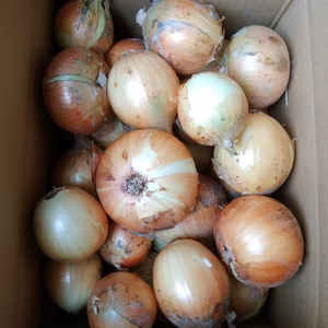 <数量限定>佐賀県　貯蔵玉ねぎ(5kg)ちょっぴり訳ありお買い得！