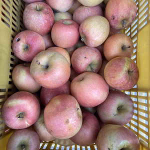 超訳あり早生ふじ　こうりん　5キロバラ詰め　生食加工用