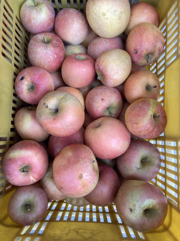 超訳あり早生ふじ　こうりん　5キロバラ詰め　生食加工用