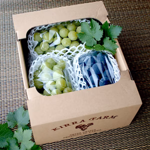 朝採りぶどう詰め合わせ(3房)