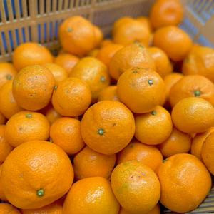 見た目より中身が大事‼︎宮川早生（家庭用）「風」