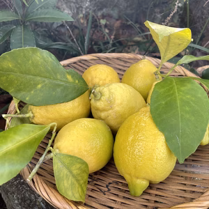 農薬不使用・レモン1kg〜無消毒、農薬・化学肥料不使用、ノーワックス