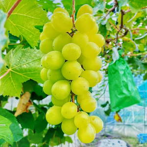 青森県産　シャインマスカット1.5㎏　家庭用