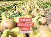 ⭐︎とってもジューシー⭐︎淡路島新たまねぎ 10kg【6月上旬発送】