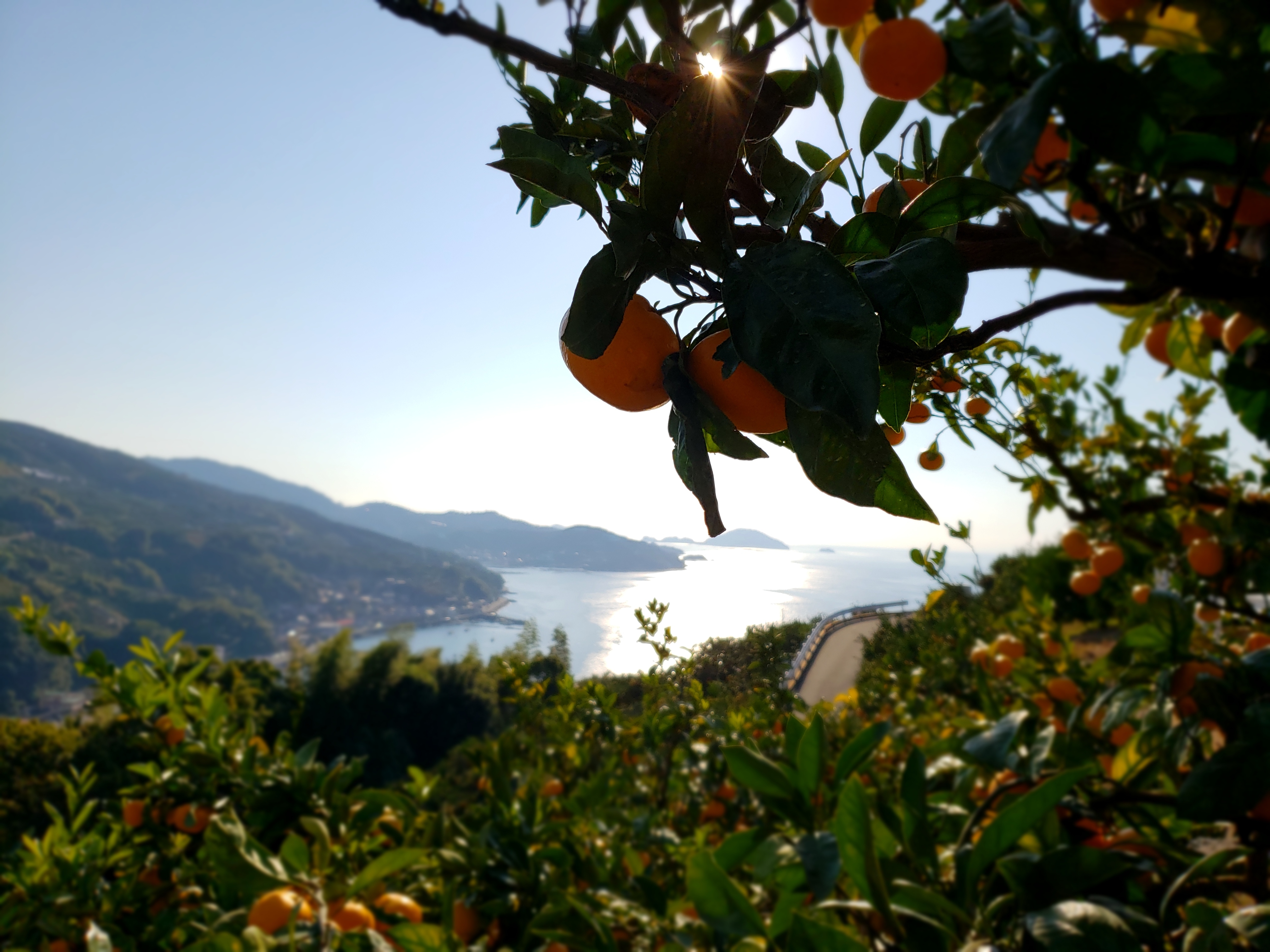 50玉以上小玉みかん 皮まで安心ワックス不使用 愛媛西宇和八幡浜産 農家漁師から産地直送の通販 ポケットマルシェ