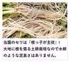 セリ 根っ子が主役！ギシッとした歯応え、大地の香りと辛み！