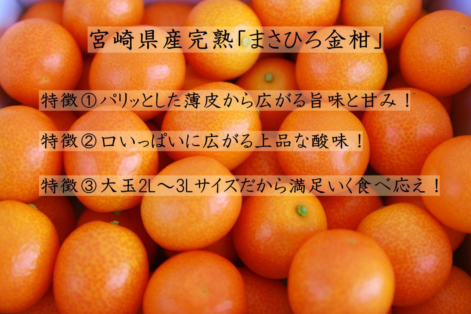 お得！宮崎県産の「まさひろ金柑」訳あり 2Lサイズ1kg〜3kg箱