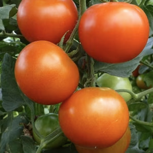 フルーツトマト フルティカ