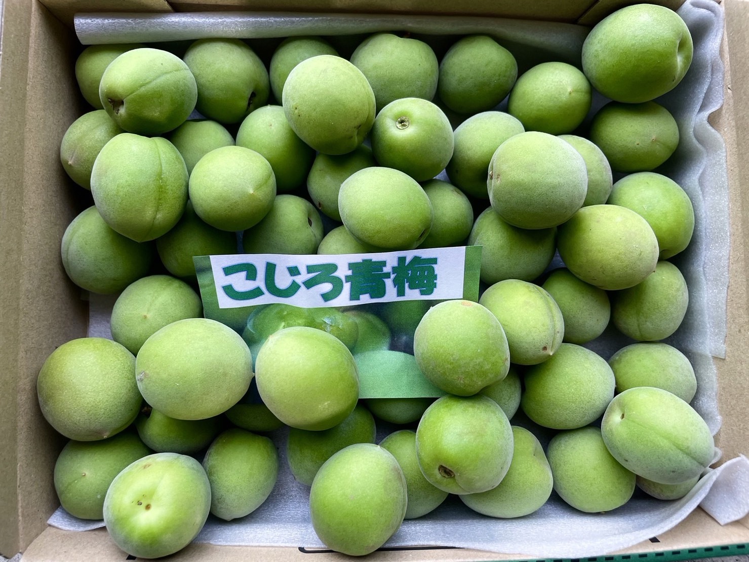 和歌山県産 古城(こじろ)青梅 (Lサイズ主体・サイズ混合M〜2L)｜野菜の