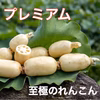 茨城県産　高嵜れんこん  2kg