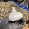 今しか食べられない！ジューシー生にんにく1kg